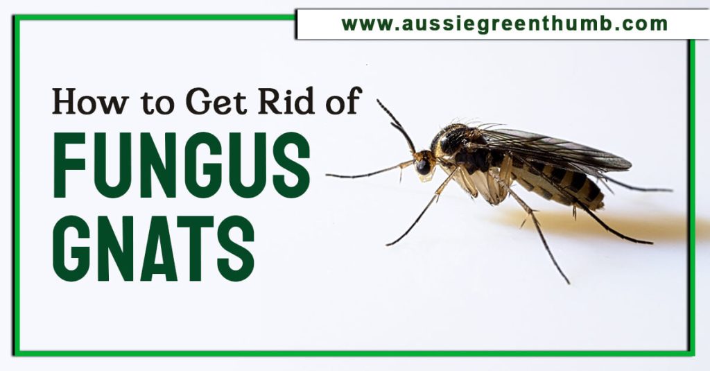 How to Get Rid of Fungus Gnats