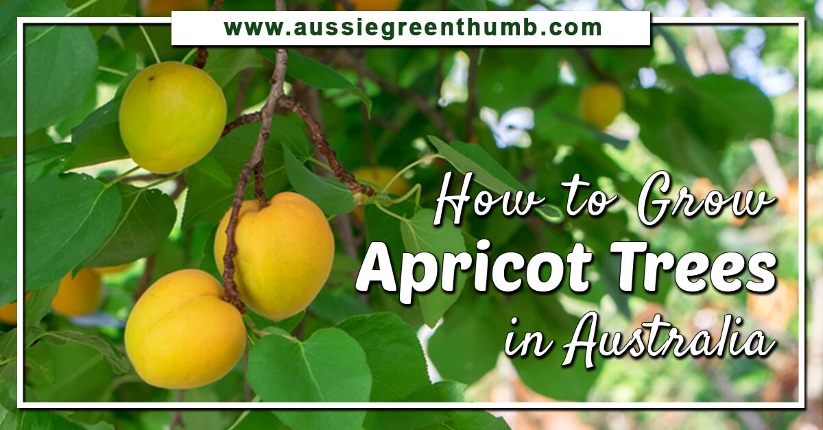 How to Grow Apricot Trees in Australia AGT