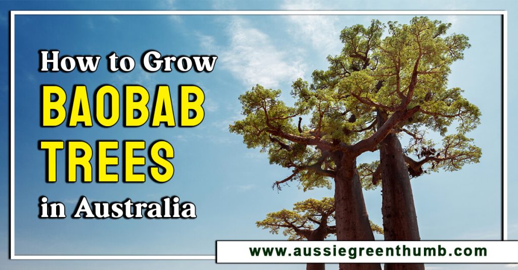 How to Grow Baobab Trees in Australia