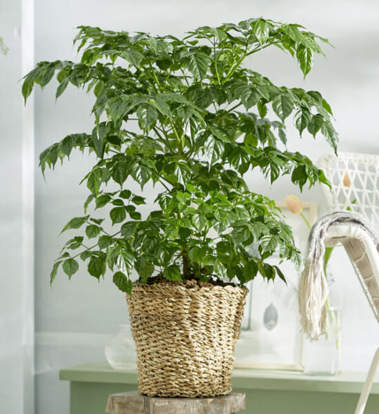 How to Grow China Doll Plants Indoors