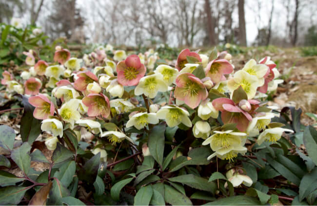 How to Grow Hellebores in Australia