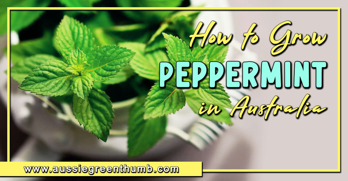 How to Grow Peppermint in Australia AGT
