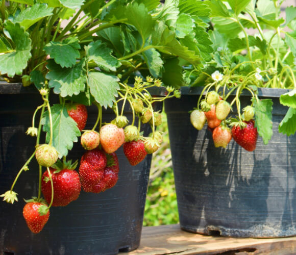 How to Grow Strawberries in Pots