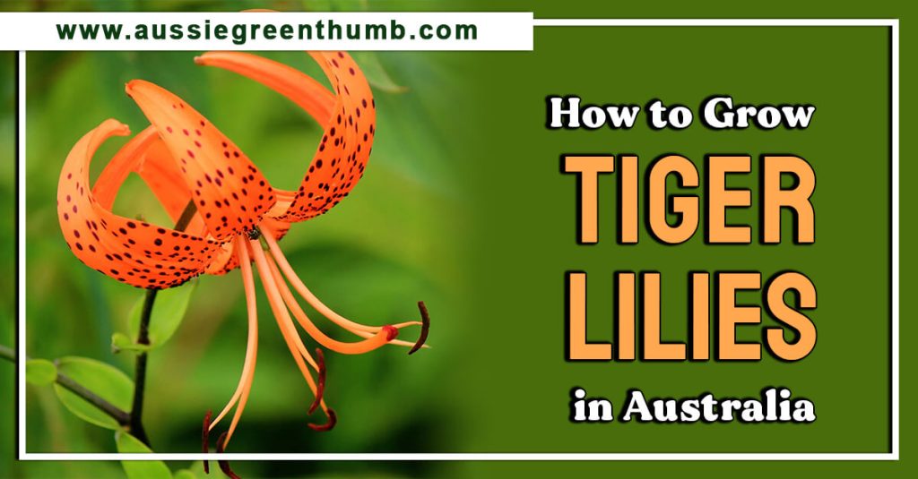 How to Grow Tiger Lilies in Australia