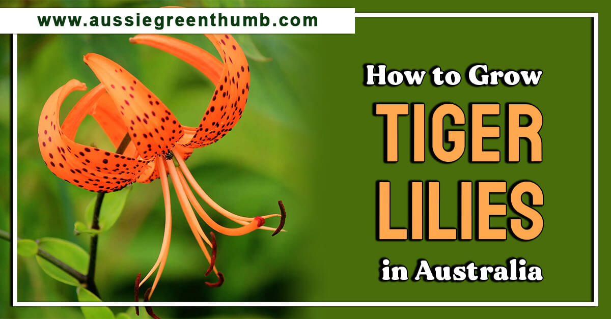 How to Grow Tiger Lilies in Australia AGT
