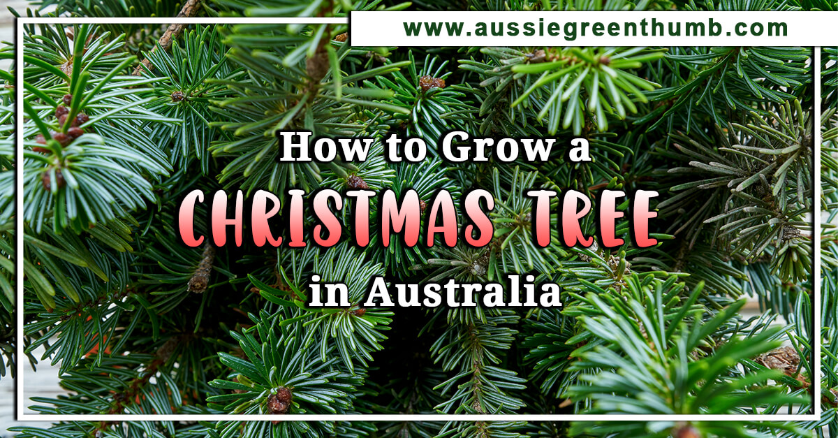 How to Grow a Christmas Tree in Australia