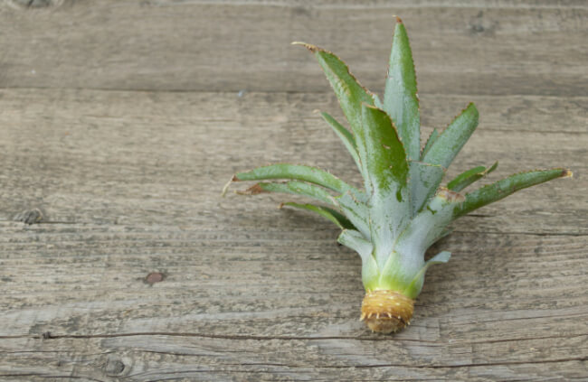 How to Grow a Pineapple from Top