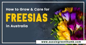 How to Grow and Care for Freesias in Australia