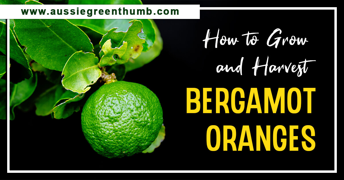 How to Grow and Harvest Bergamot Oranges : AGT