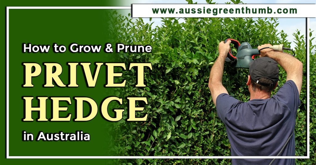 How to Grow and Prune Privet Hedge in Australia