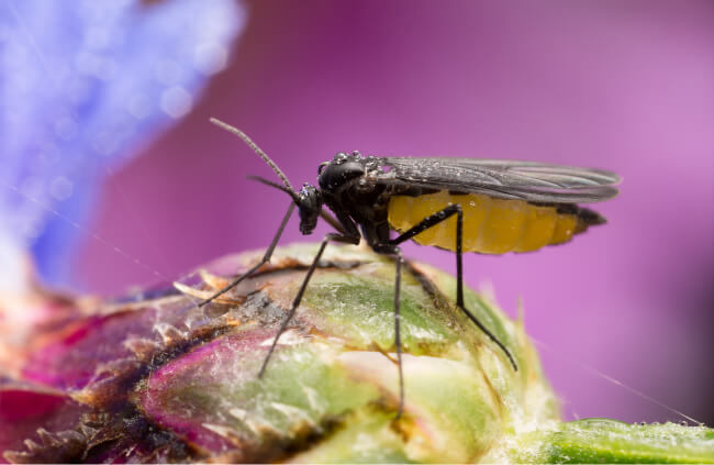 How to Identify Fungus Gnats