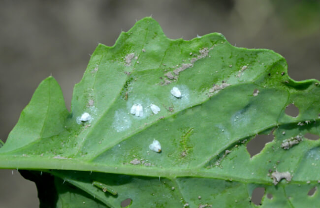 How to Identify Whiteflies