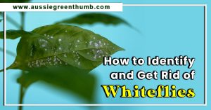 How to Identify and Get Rid of Whiteflies