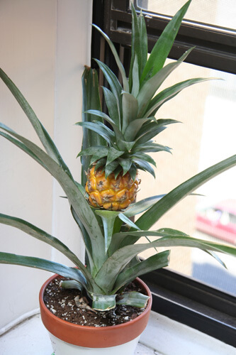 How to Plant a Pineapple Top