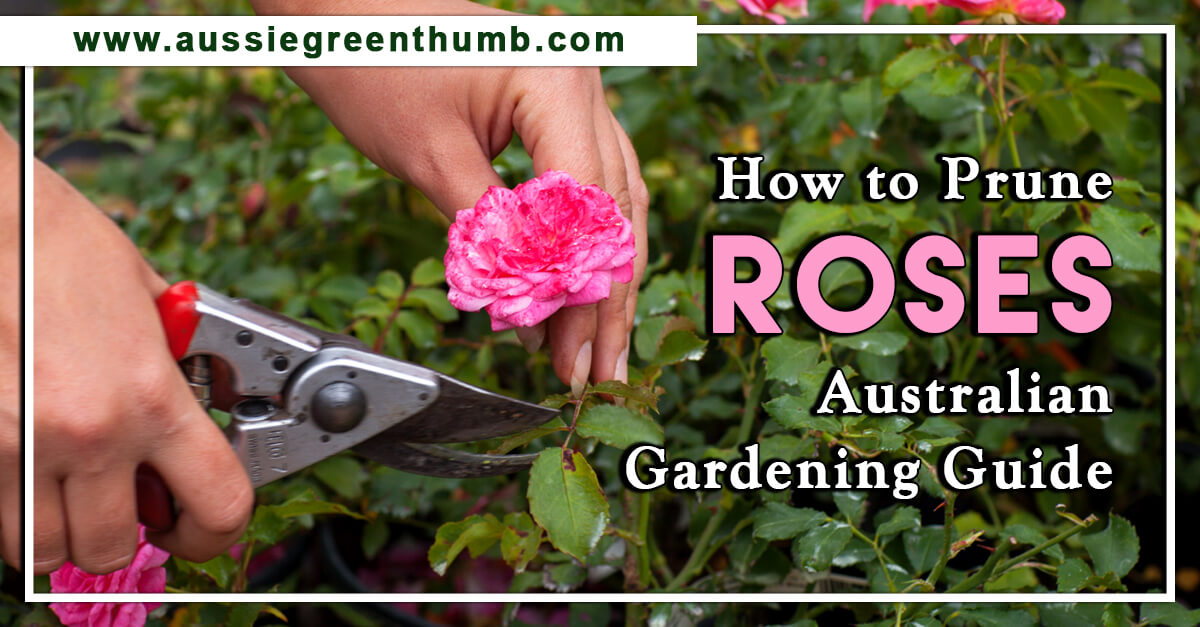 How to Prune Roses – Australian Gardening Guide
