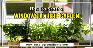 How to Start a Windowsill Herb Garden
