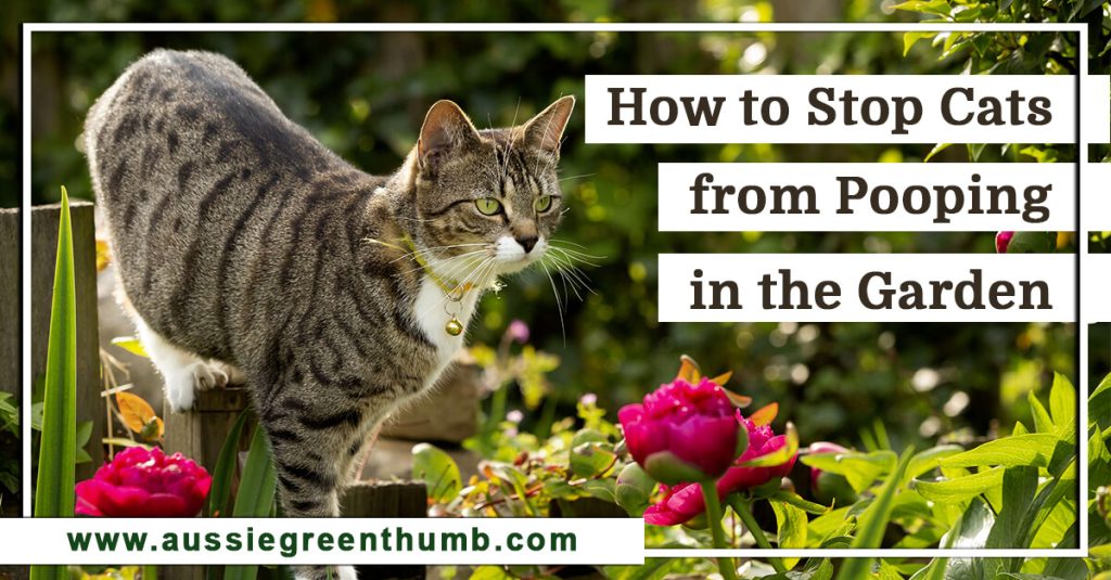 How to Stop Cats from Pooping in the Garden