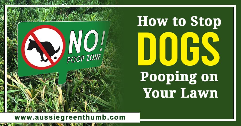 How to Stop Dogs Pooping on Your Lawn