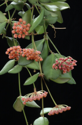 Hoya bilobata give such a fragrant aroma that they can easily mask the smell of almost anything perfect for a bathroom