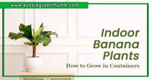 Indoor Banana Plants: How to Grow in Containers