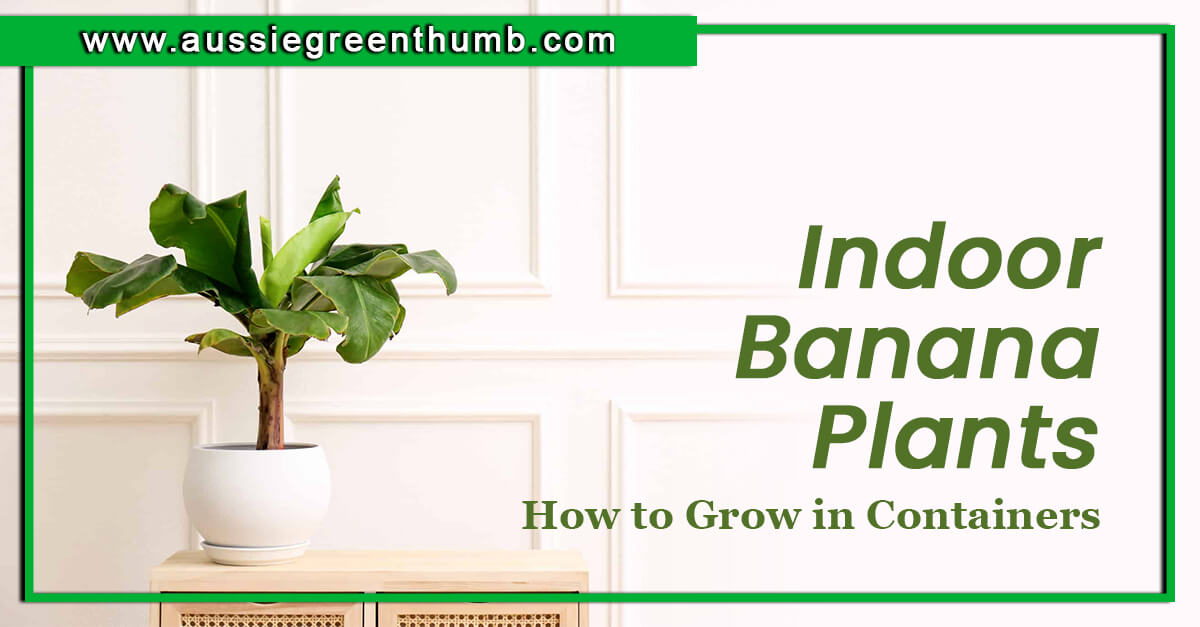 Indoor Banana Plants How to Grow in Containers AGT