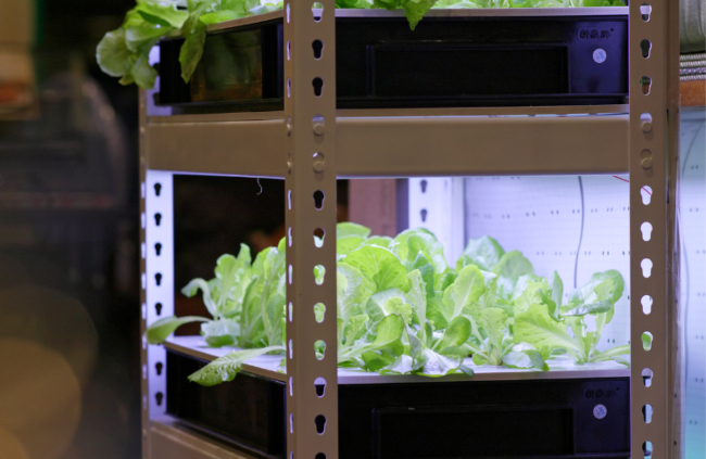 Indoor Plant Shelves with Grow Lights Australia