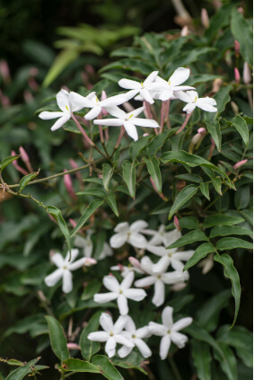 Jasminum polyanthum commonly known as Star Jasmine
