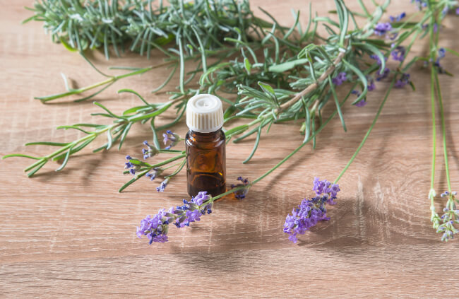 Lavender essential oil is a general repellant to fungus gnats