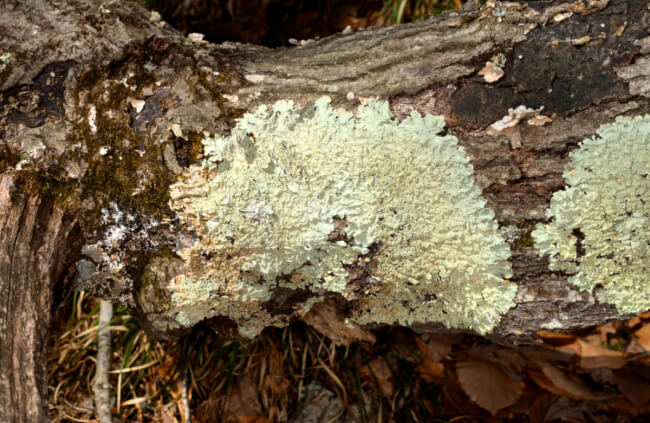 Lichens growing on a tree