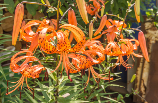 Lilium Lancifolium, commonly known as Tiger Lily