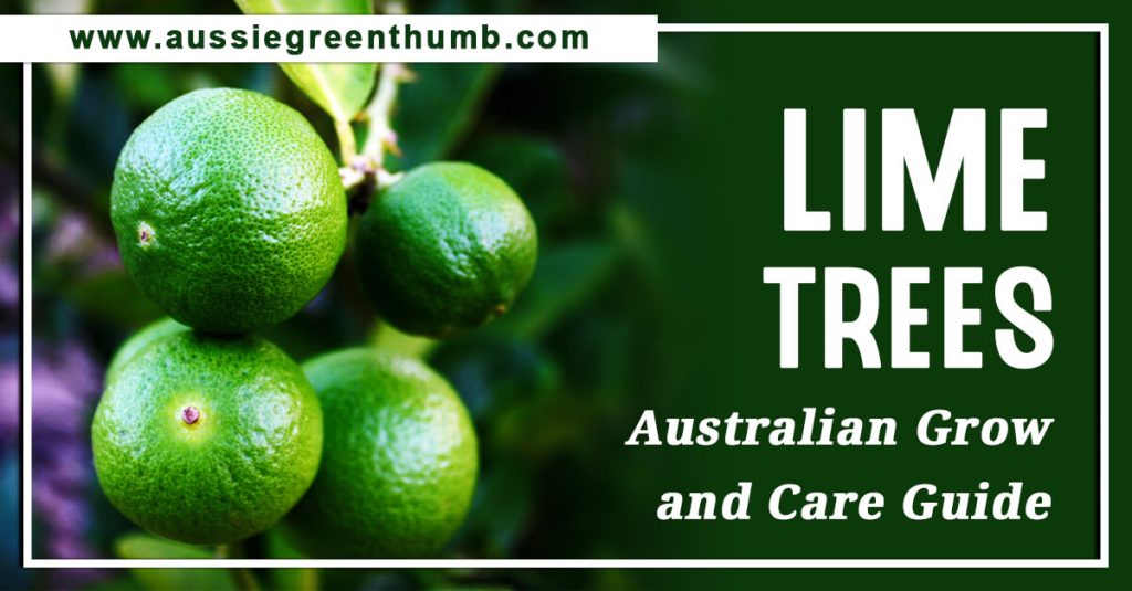 Lime Trees: Australian Grow and Care Guide