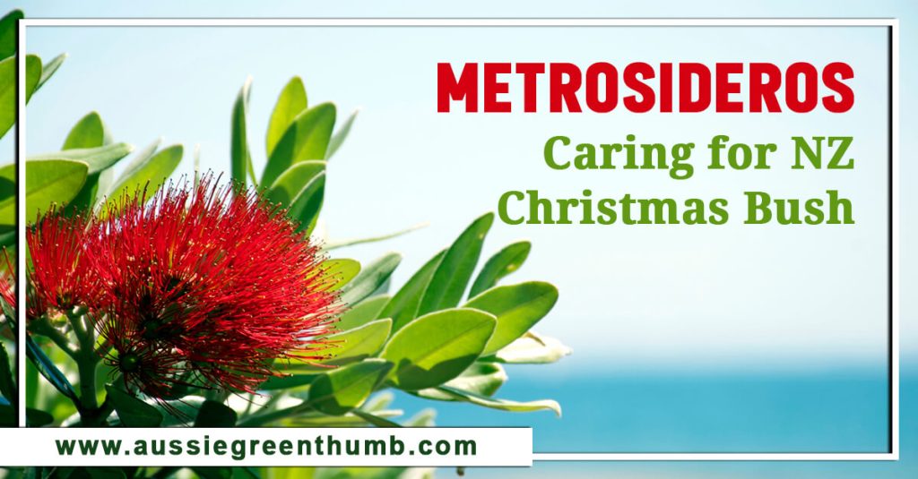 Metrosideros: Caring for NZ Christmas Bush