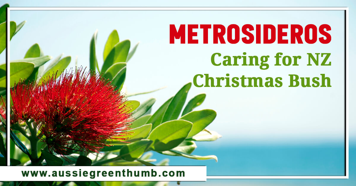 Metrosideros Caring for NZ Christmas Bush