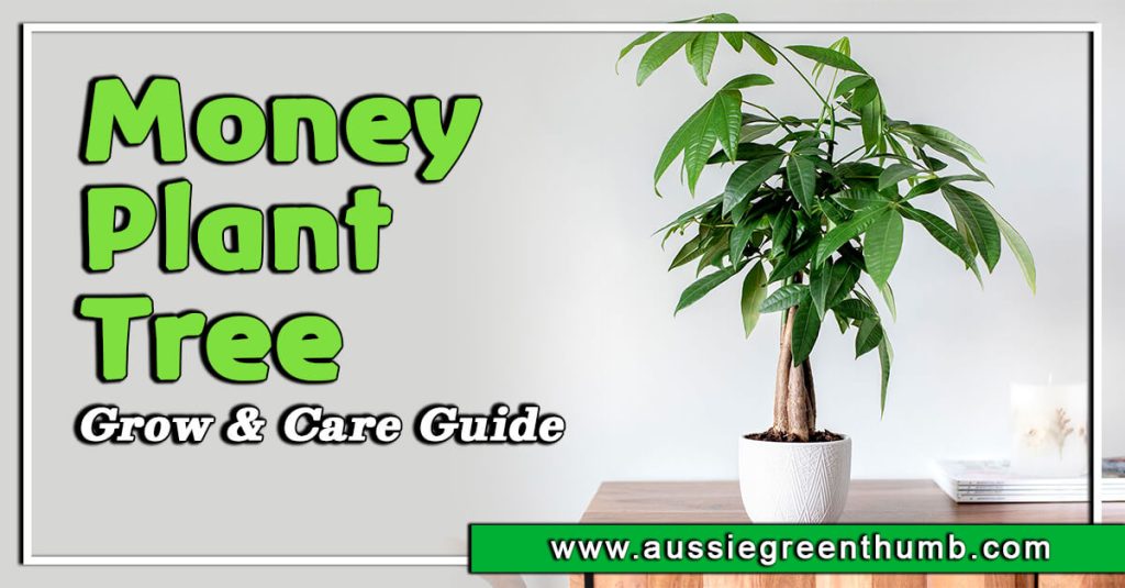 Money Plant Tree Grow and Care Guide