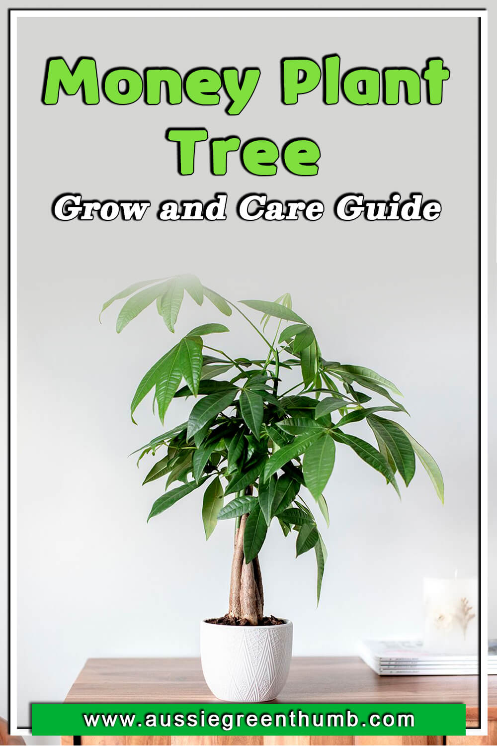 Money Plant Tree Grow and Care Guide