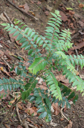 Murraya koenigii, commonly known as Curry Tree