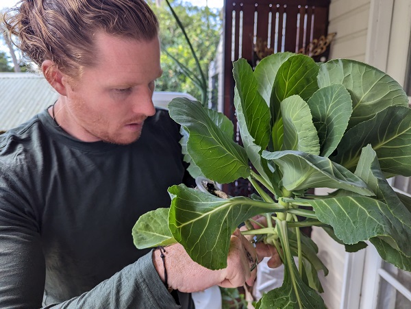 Nathan Schwartz from Aussie Green Thumb inspecting and trimming the cabbage roots as part of the Airgarden maintenance.