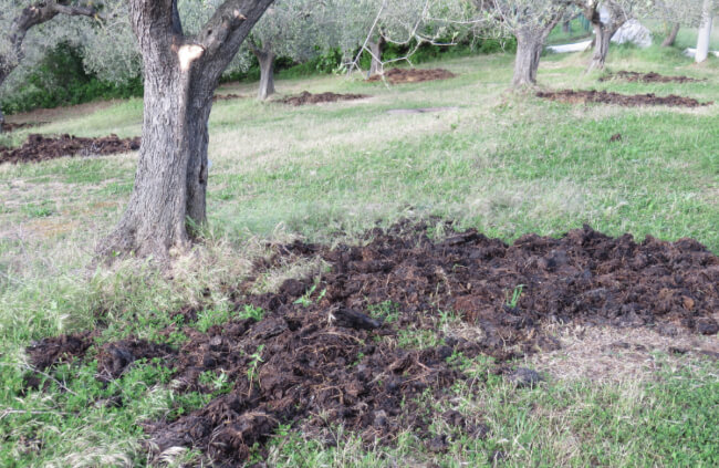 Olive trees being fertilised with sheep manure