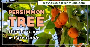 Persimmon Tree: How to Grow and Care Guide
