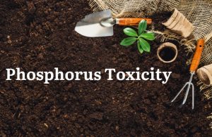 Phosphorus Toxicity
