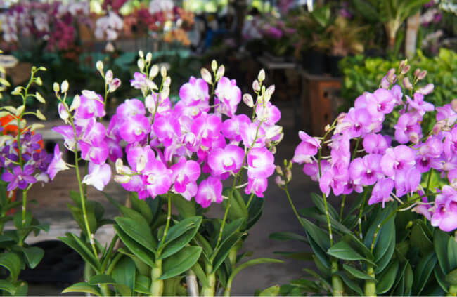 Propagating Cooktown Orchids