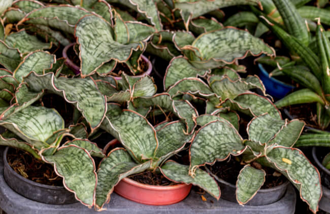 Sansevieria ‘Kirkii Silver Blue’ is a hybrid cultivar with silvery-blue leaves that have a striking pattern of dark green stripes