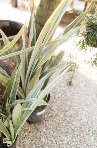 Sansevieria ‘Silver Queen’ is a variety with wide, silver-grey leaves that grow in a rosette