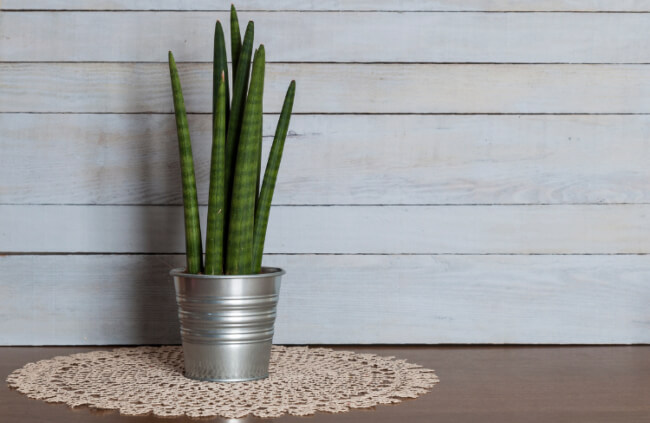 Sansevieria cylindrica features long, cylindrical leaves that are green with a pointed tip