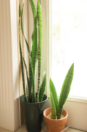 Sansevieria laurentii also known as “Mother-in-law tongues”