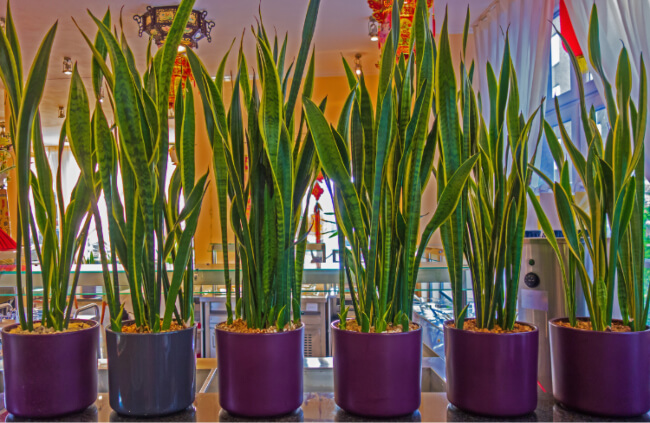 Sansevieria trifasciata ‘Laurentii’ features tall, erect leaves with yellow margins that contrast with the dark green centre