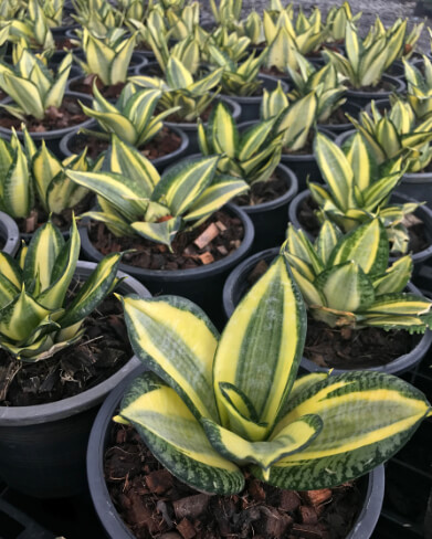 Sansevieria trifasciata ‘Golden Hahnii’ has short, rosette-shaped leaves that are yellow-green in colour