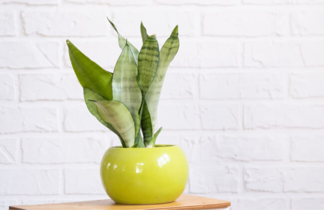 Sansevieria ‘Moonshine’ is a low-maintenance plant that is easy to care for