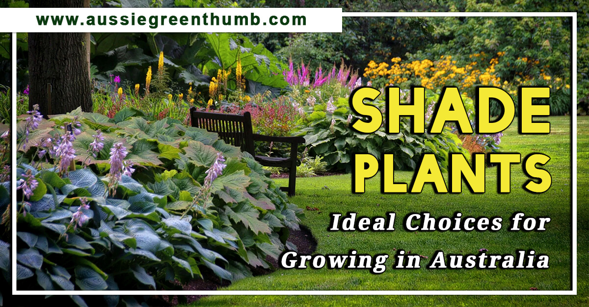 Shade Plants Ideal Choices for Growing in Australia