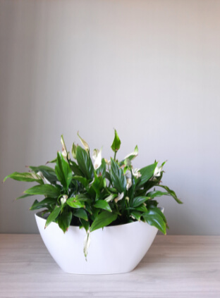 Spathiphyllum also known as Peace Lily